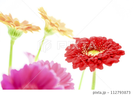 カラフルな花 カラフルな花 112793873