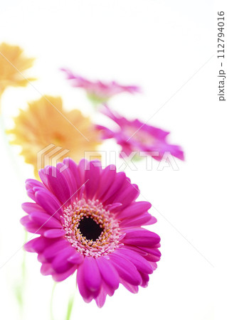 カラフルなガーベラの花々 カラフルなガーベラの花々 112794016