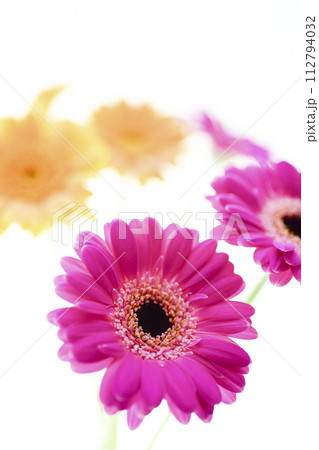 カラフルなガーベラの花々 カラフルなガーベラの花々 112794032