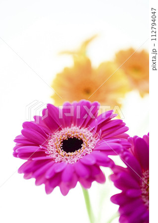 カラフルなガーベラの花々 112794047