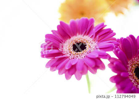 カラフルなガーベラの花々 カラフルなガーベラの花々 112794049