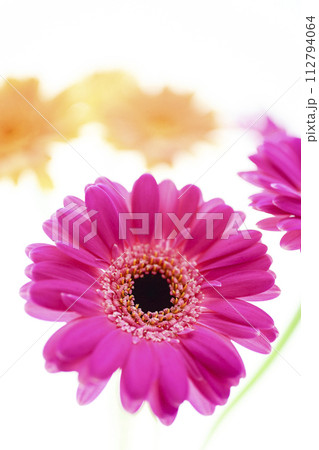 カラフルなガーベラの花々 カラフルなガーベラの花々 112794064