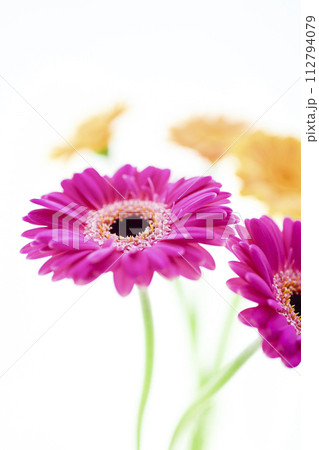 カラフルなガーベラの花々 カラフルなガーベラの花々 112794079
