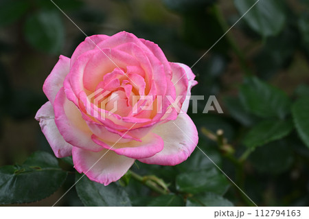 プリンセス・ドゥ・モナコ 112794163