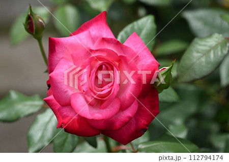 聖火・バラ 112794174