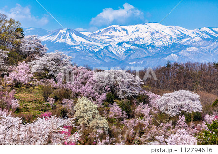 花見山から望む吾妻小富士 花見山から望む吾妻小富士 112794616