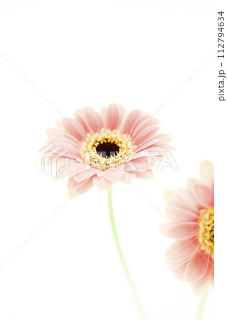 明るくかわいいピンクのガーベラ 112794634