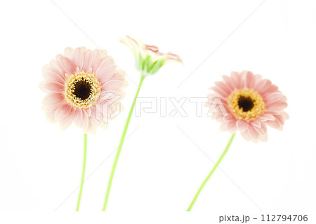 明るくかわいいピンクのガーベラ 明るくかわいいピンクのガーベラ 112794706
