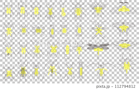 標本風アウトライン昆虫アイコンセット 黄色 標本風アウトライン昆虫アイコンセット 黄色 112794812