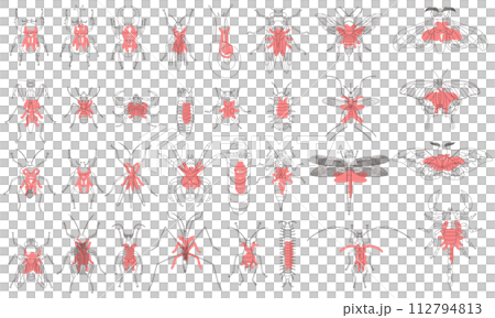 Specimen style outline insect icon set red Specimen style outline insect icon set red 112794813