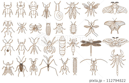 標本風カラーシャドウ昆虫アイコンセット　オレンジ 112794822