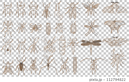 標本風格彩色陰影昆蟲圖示設定橙色 標本風格彩色陰影昆蟲圖示設定橙色 112794822