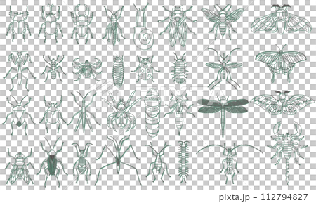 標本風格彩色陰影昆蟲圖示集 112794827