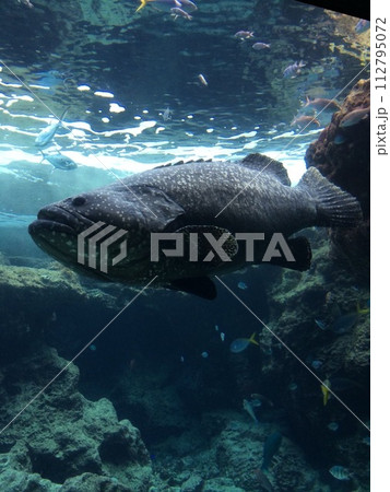 タマカイ 水族館 プール タマカイ 水族館 プール 112795072