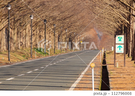 冬のメタセコイア並木道　滋賀県高島市マキノ町 112796008