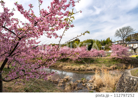 浜松市の東大山の河津桜の川沿いに咲く河津桜(静岡県) 112797252