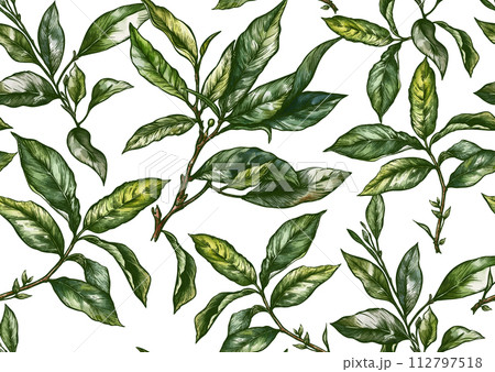 Branch with leaves of green tea. Branch with leaves of green tea. 112797518
