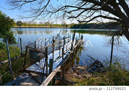 矢切の渡し　江戸川河川敷　葛飾柴又 112798023