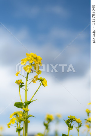 菜の花と青空 112798049