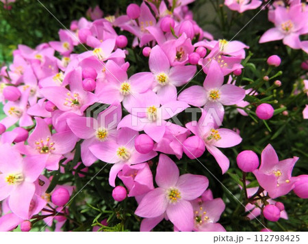 シドニー 112798425