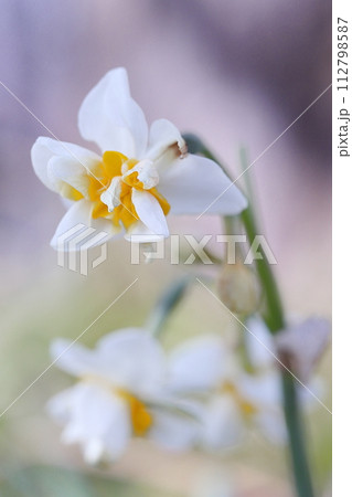 白いフサザキスイセンの花 白いフサザキスイセンの花 112798587