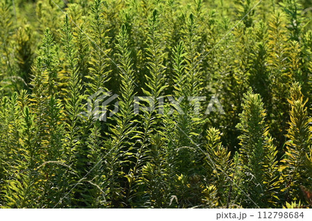 空き地　荒地　雑草　土地　vacant lot 112798684