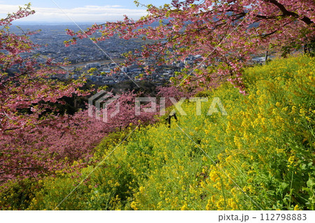 神奈川県足柄上郡松田町松田惣領 内藤園あぐりパーク嵯峨山苑の斜面の早咲き河津桜と菜の花畑と眼下の街 神奈川県足柄上郡松田町松田惣領 内藤園あぐりパーク嵯峨山苑の斜面の早咲き河津桜と菜の花畑と眼下の街 112798883