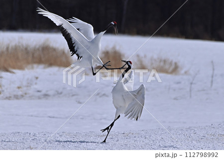 タンチョウ 天然記念物 タンチョウ 天然記念物 112798992