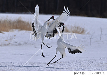 タンチョウ　天然記念物 112798994