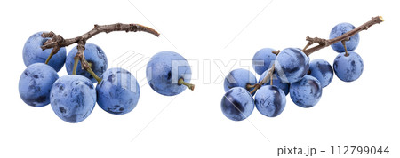 Fresh blackthorn berries with twig, prunus spinosa isolated on white background with full depth of field 112799044