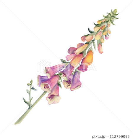 Hand drawn watercolor illustration botanical flower leaves. Foxglove snapdragon delphinium lupin beardtongue bell fritillaria penstemon. Single object isolated on white. Design wedding love cards shop Hand drawn watercolor illustration botanical flower leaves. Foxglove snapdragon delphinium lupin beardtongue bell fritillaria penstemon. Single object isolated on white. Design wedding love cards shop 112799055