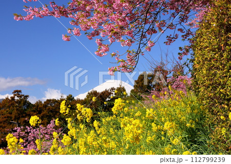 神奈川県足柄上郡松田町松田惣領　内藤園あぐりパーク嵯峨山苑の早咲き河津桜と菜の花畑と冠雪の富士山 112799239