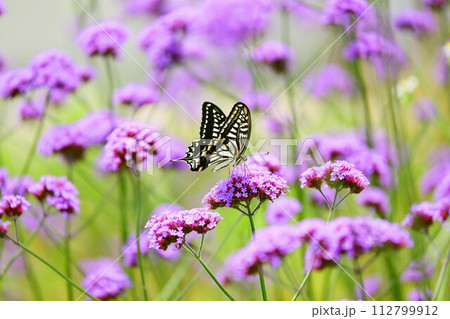 春のイメージ(ナミアゲハ：Swallowtail butterfly) 112799912