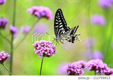 春のイメージ(ナミアゲハ：Swallowtail butterfly) 112799913