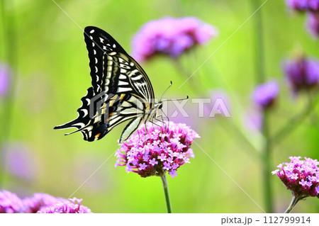春のイメージ(ナミアゲハ：Swallowtail butterfly) 112799914
