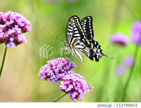 春のイメージ(ナミアゲハ：Swallowtail butterfly) 112799915