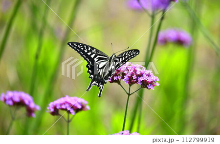 春のイメージ(ナミアゲハ：Swallowtail butterfly) 112799919