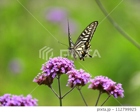 春のイメージ(ナミアゲハ：Swallowtail butterfly) 112799925