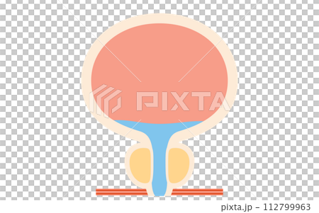 前立腺肥大症の医療イラスト、正常な前立腺 前立腺肥大症の医療イラスト、正常な前立腺 112799963