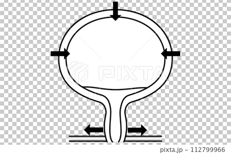 正常膀胱、排尿機轉、排尿的醫學插圖 112799966
