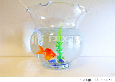キンギョ　金魚　魚　夏　日本　和 112800071