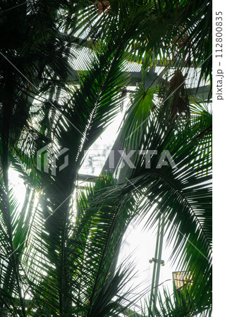 Close up of palm leaf next to old window. Abstract minimal interior design background decor template mockup. Concept of ecology exotic plant. Warm tan sunlight shadows through green window. Aesthetic 112800835
