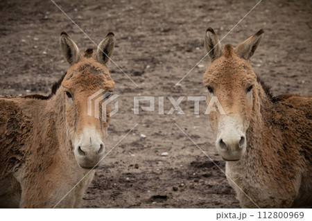 Turkmenian kulan (Equus hemionus kulan), 112800969