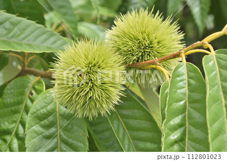 摂津峡大通りの塚脇バス停近くの栗 112801023