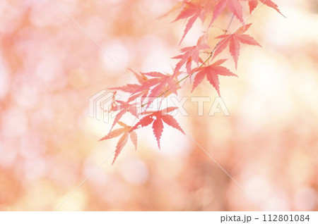 紅葉 112801084
