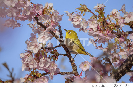 春の青空と河津桜とかわいいメジロ 春の青空と河津桜とかわいいメジロ 112801125