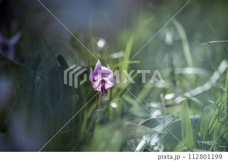 カタクリ カタクリ 112801199