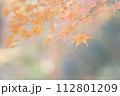 紅葉 112801209