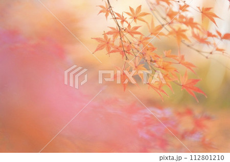 紅葉 112801210