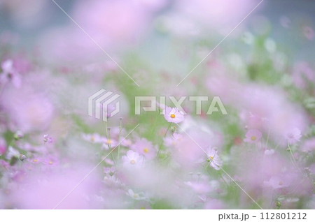 コスモス 112801212